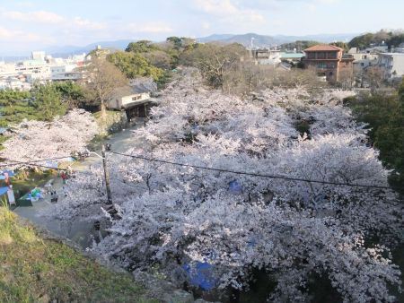 和歌山城の桜(6)/2012.4.7