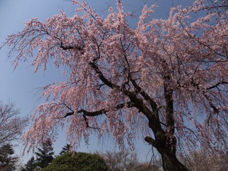 醍醐寺・霊宝館の桜(2)/2012.4.8