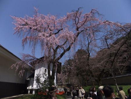 醍醐寺・霊宝館の桜(3)/2012.4.8
