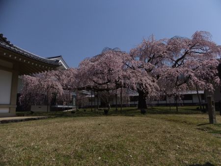 醍醐寺・霊宝館の桜(4)/2012.4.8