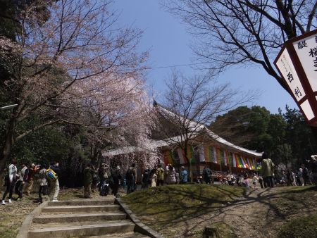 醍醐寺・金堂と桜(1)/2012.4.8