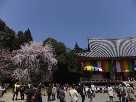 醍醐寺・金堂と桜(2)/2012.4.8