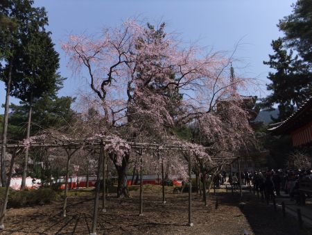醍醐寺・五重塔と桜(1)/2012.4.8