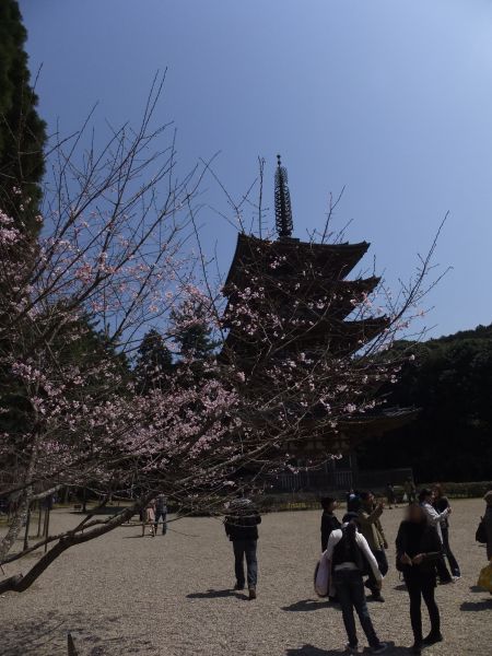醍醐寺・五重塔と桜(2)/2012.4.8