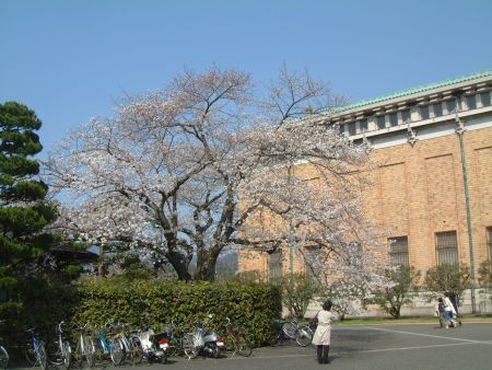 京都市美術館と桜(1)/2012.4.8