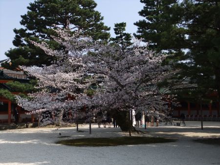 平安神宮の桜/2012.4.8