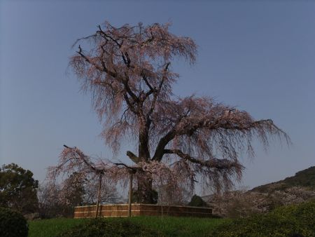 円山公園のしだれ桜(1)/2012.4.8