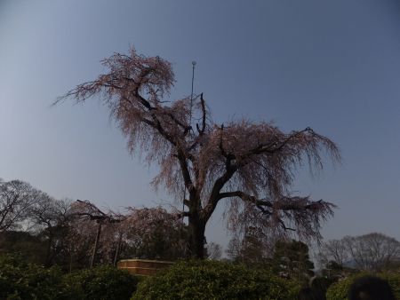 円山公園のしだれ桜(2)/2012.4.8