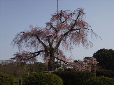 円山公園のしだれ桜(3)/2012.4.8