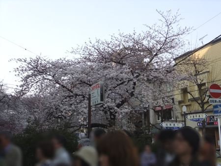 木屋町通りの桜(3)/2012.4.8