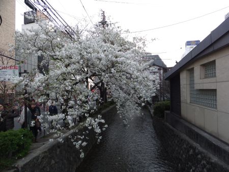 木屋町通りの桜(4)/2012.4.8