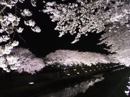 調布・野川の桜のライトアップ(1)/2012.4.10
