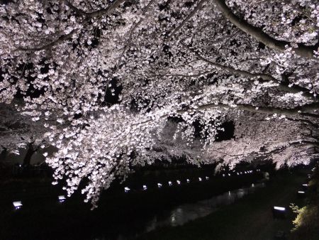 調布・野川の桜のライトアップ(2)/2012.4.10