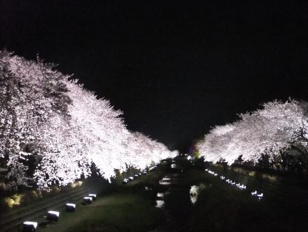 調布・野川の桜のライトアップ(3)/2012.4.10