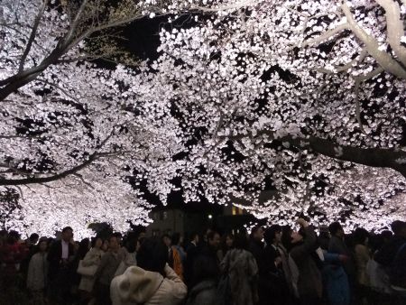 調布・野川の桜のライトアップ(4)/2012.4.10
