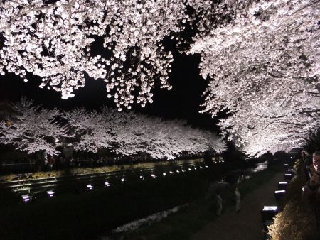 調布・野川の桜のライトアップ(5)/2012.4.10