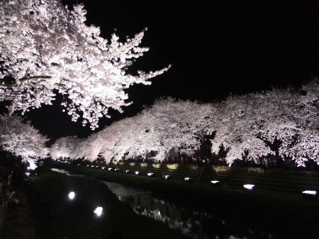 調布・野川の桜のライトアップ(6)/2012.4.10