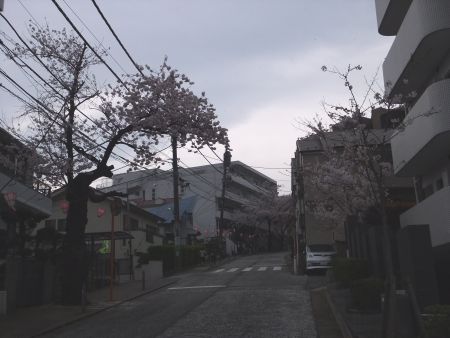 港南桜道の桜(1)/2012.4.11