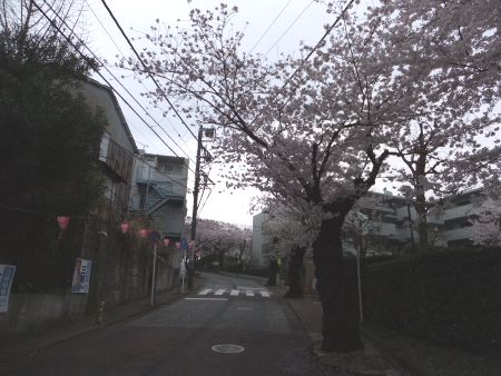 港南桜道の桜(2)/2012.4.11