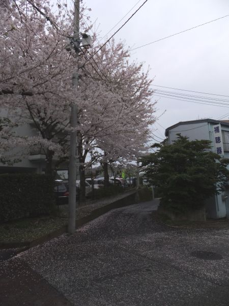港南桜道の桜(3)/2012.4.11