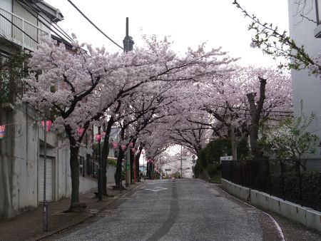 港南桜道の桜(4)/2012.4.11
