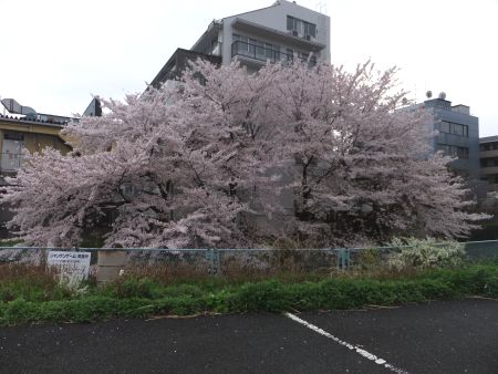ご近所の桜/2011.4.11