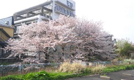 ご近所の桜/2011.4.13