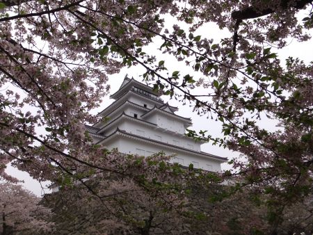 鶴ヶ城の桜(2)/2012.4.30