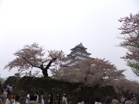 鶴ヶ城の桜(3)/2012.4.30