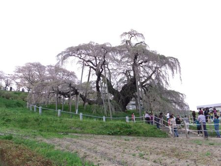 三春の滝桜(1)/2012.4.30