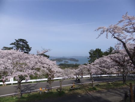 松島・西行戻しの松公園の桜(1)/2012.5.1