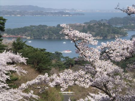 松島・西行戻しの松公園の桜(2)/2012.5.1
