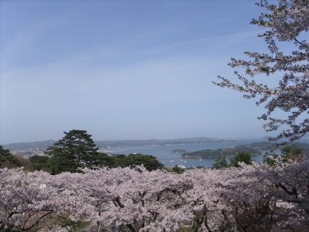 松島・西行戻しの松公園の桜(3)/2012.5.1