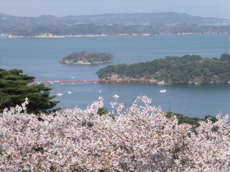 松島・西行戻しの松公園の桜(4)/2012.5.1