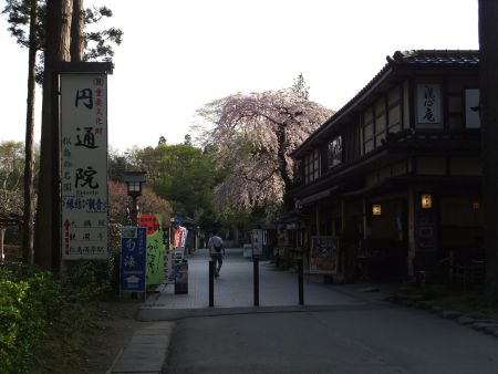 松島・円通院前の桜(1)/2012.5.1