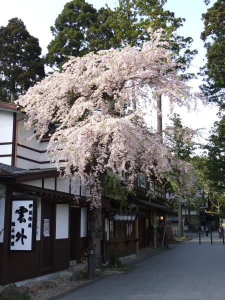 松島・円通院前の桜(3)/2012.5.1