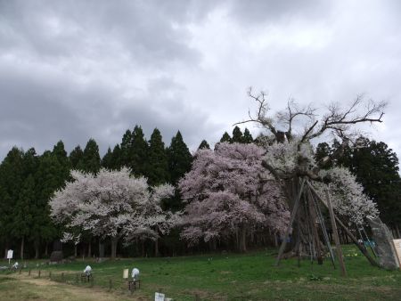 置賜さくら回廊・釜の越桜(1)/2012.5.2