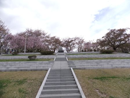 天童公園の桜(1)/2012.5.2
