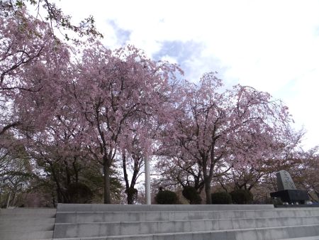 天童公園の桜(2)/2012.5.2
