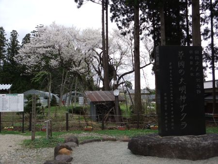 草岡の大明神桜(1)/2012.5.2
