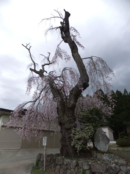 白兎のしだれ桜(2)/2012.5.2