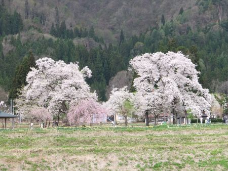 十二の桜(1)/2012.5.2