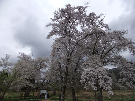 十二の桜(3)/2012.5.2