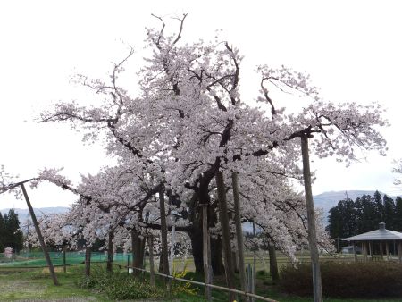 山口奨学堂の桜(1)/2012.5.2