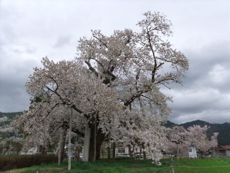 山口奨学堂の桜(2)/2012.5.2