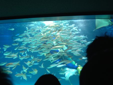 サンシャイン水族館(6)/2012.1.28