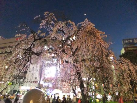 上野恩賜公園入口の桜（2)/2013.3.16