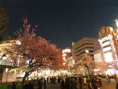 上野恩賜公園入口の桜（3)/2013.3.16
