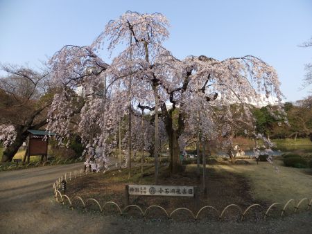 小石川後楽園の桜(1)/2013.3.19