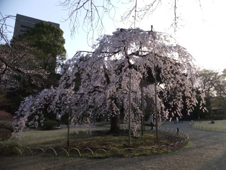 小石川後楽園の桜(2)/2013.3.19